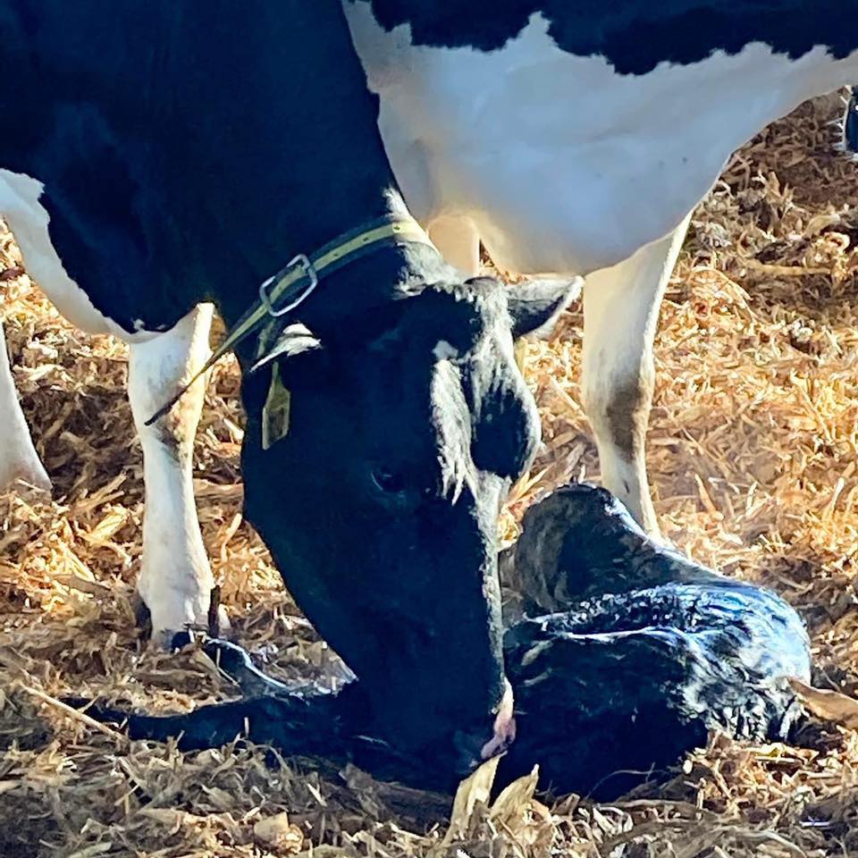 Schwittay Farms cows