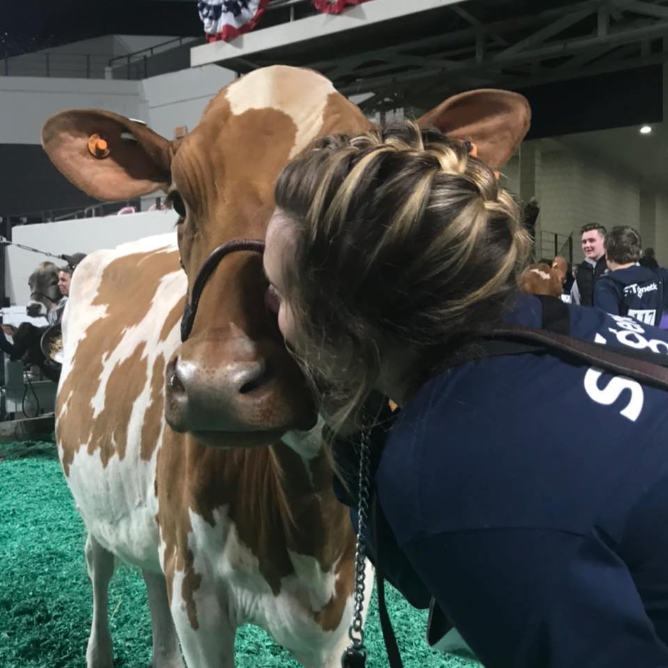 Schwittay Farms cows